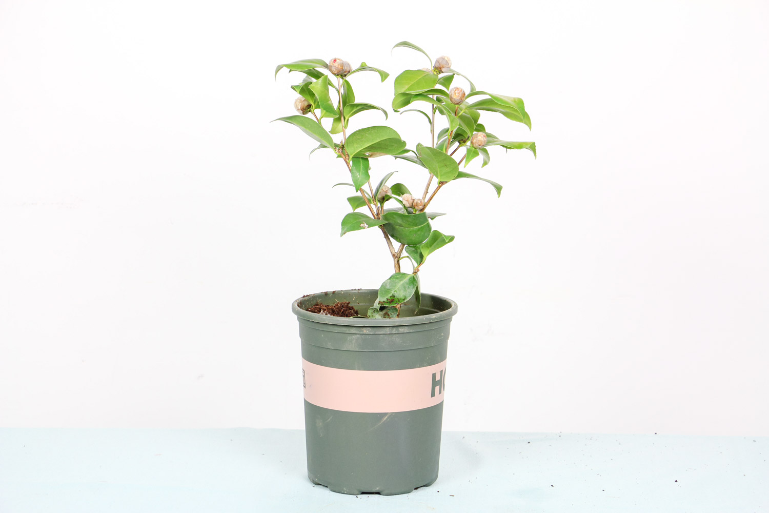 茶花上盆后叶子萎缩怎么办