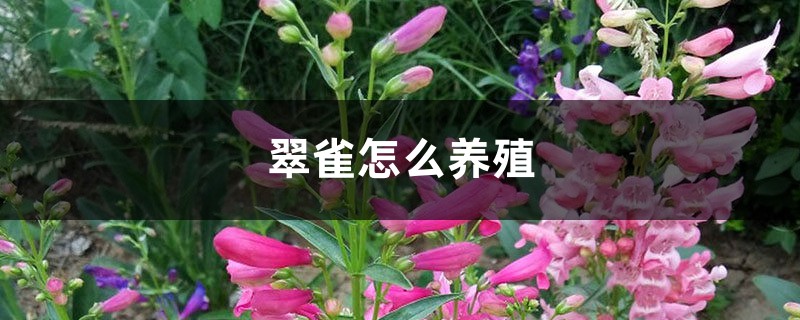 翠雀