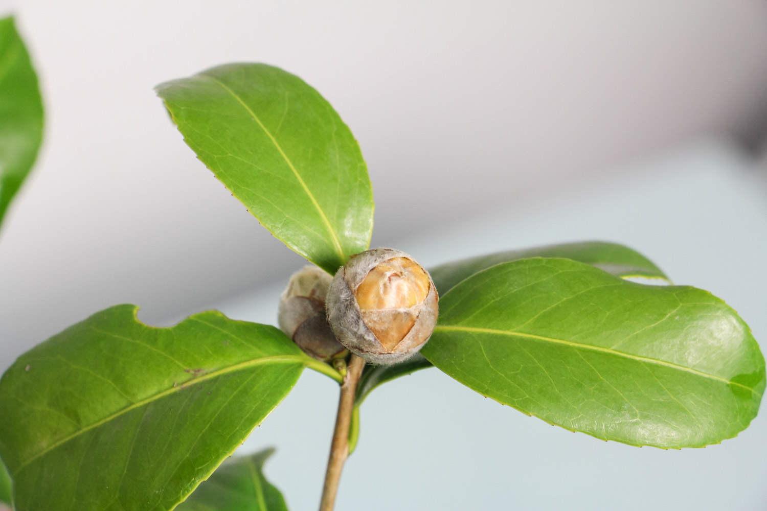 茶花换盆后掉叶子的原因