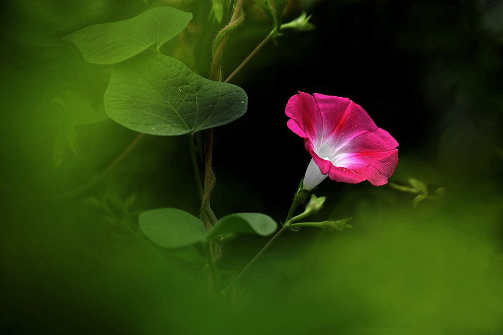 牵牛花