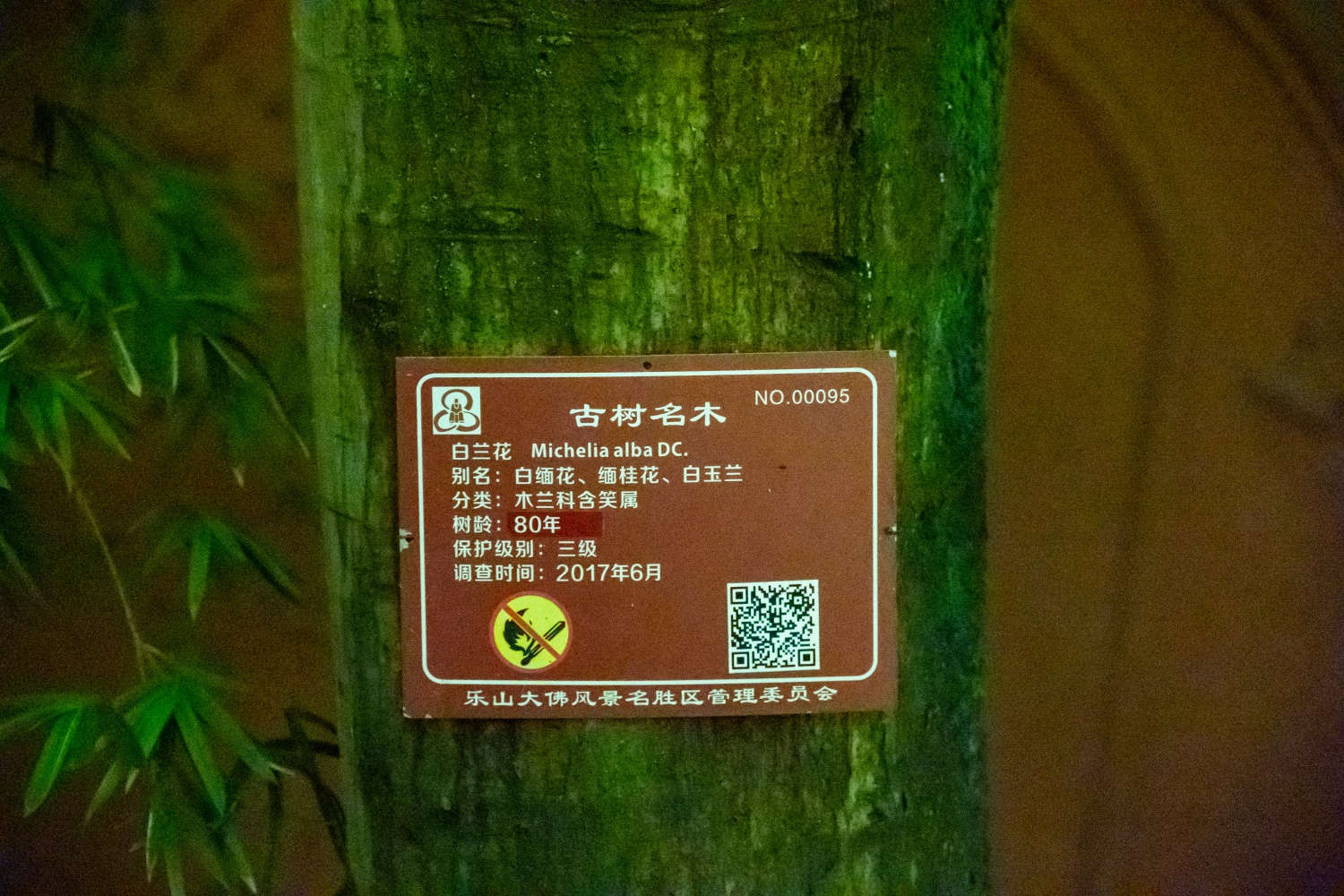白兰花烂根怎么办