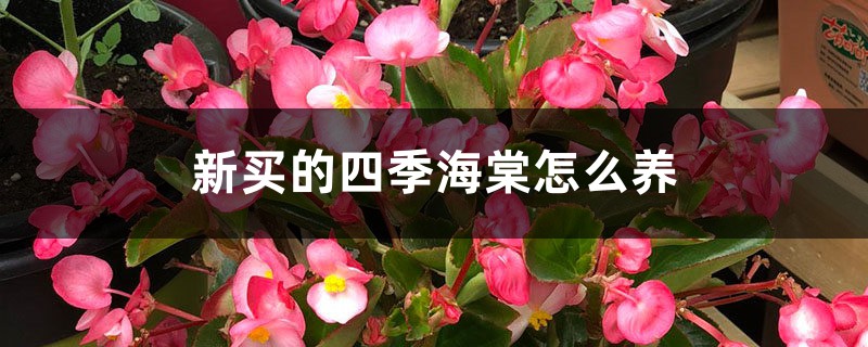 四季海棠