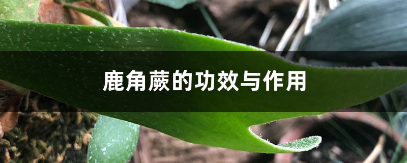 鹿角蕨