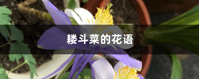 耧斗菜