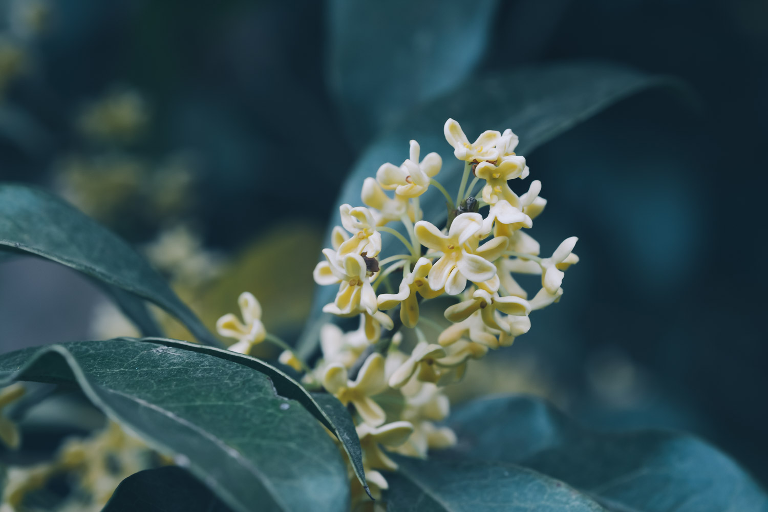 桂花烂根怎么办