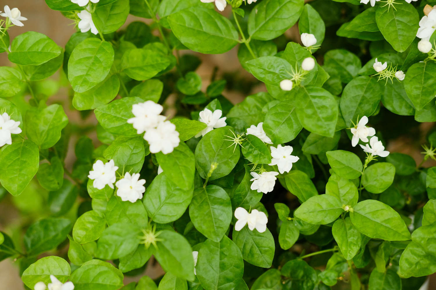 茉莉花施肥方法，用什么肥好