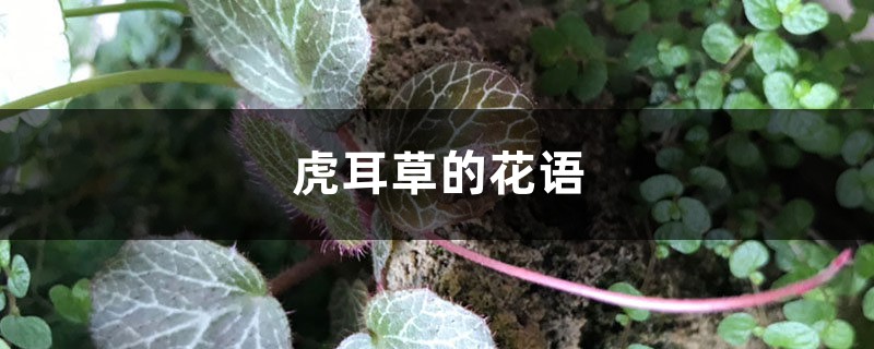 虎耳草