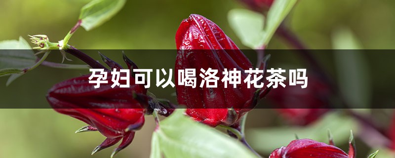 洛神花