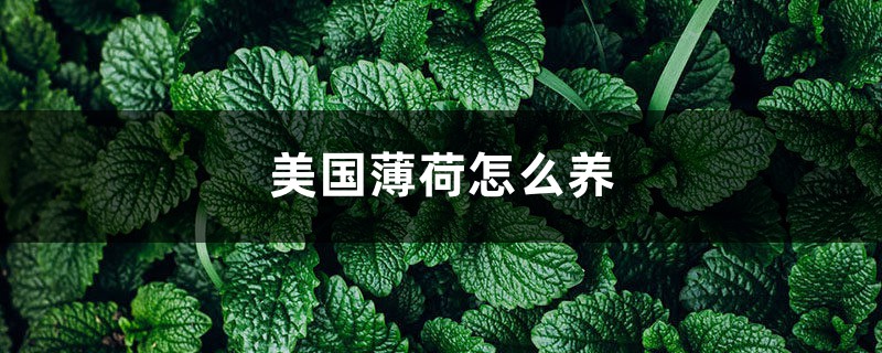 美国薄荷