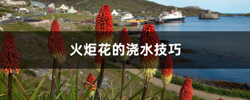 火炬花