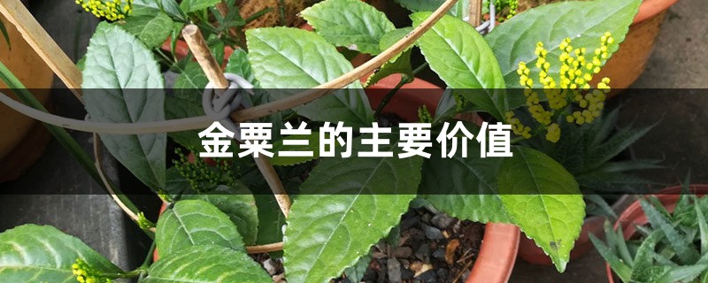 金粟兰