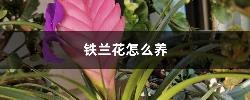 铁兰