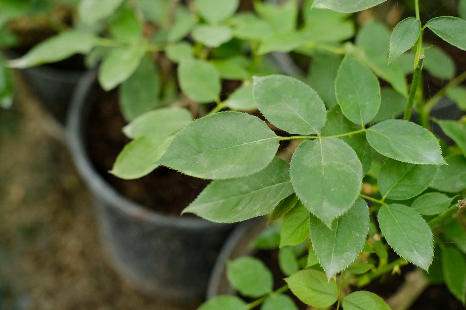 月季花生虫子怎么办