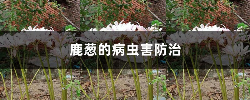 鹿葱