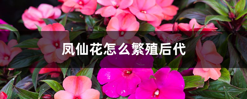 凤仙花