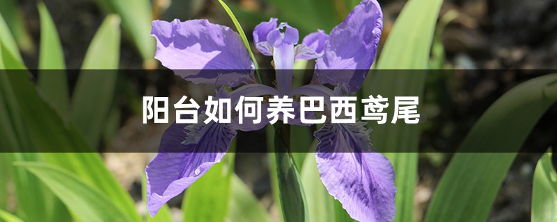 巴西鸢尾