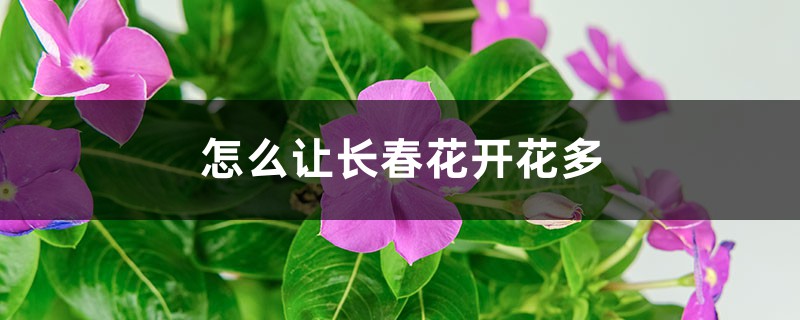 长春花