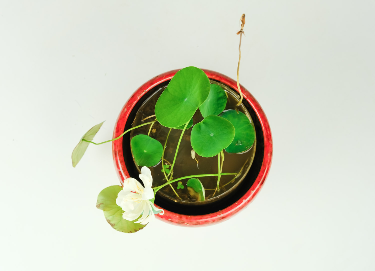 碗莲可以一直水养吗
