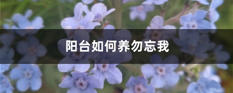 勿忘我