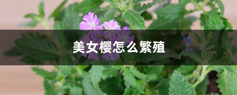 美女樱