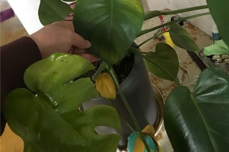 龟背竹叶子有黑斑怎么回事，有黑斑怎么办