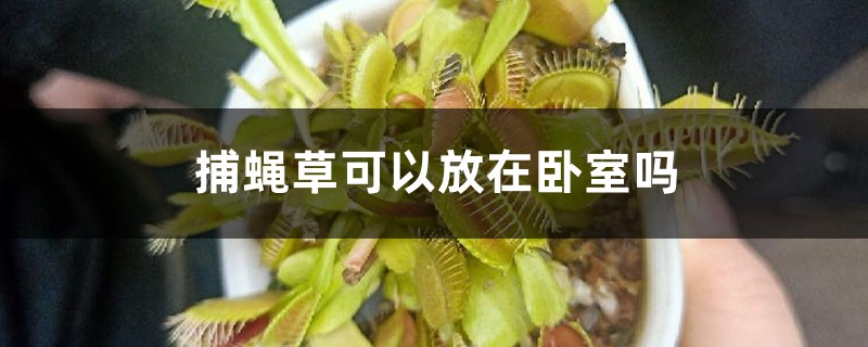 捕蝇草