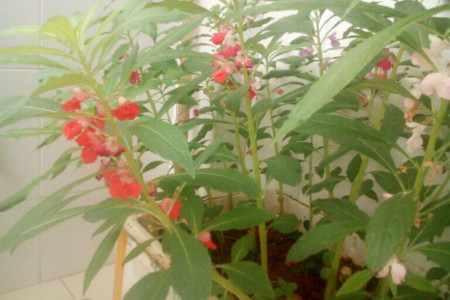 凤仙花叶子干枯怎么回事，叶子蔫了怎么办