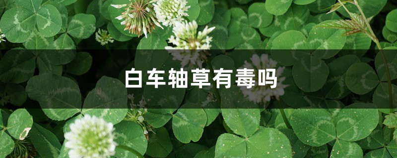 白车轴草