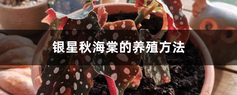 养花技巧