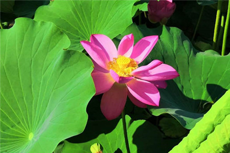 莲花叶子枯萎怎么回事，叶子枯萎怎么办