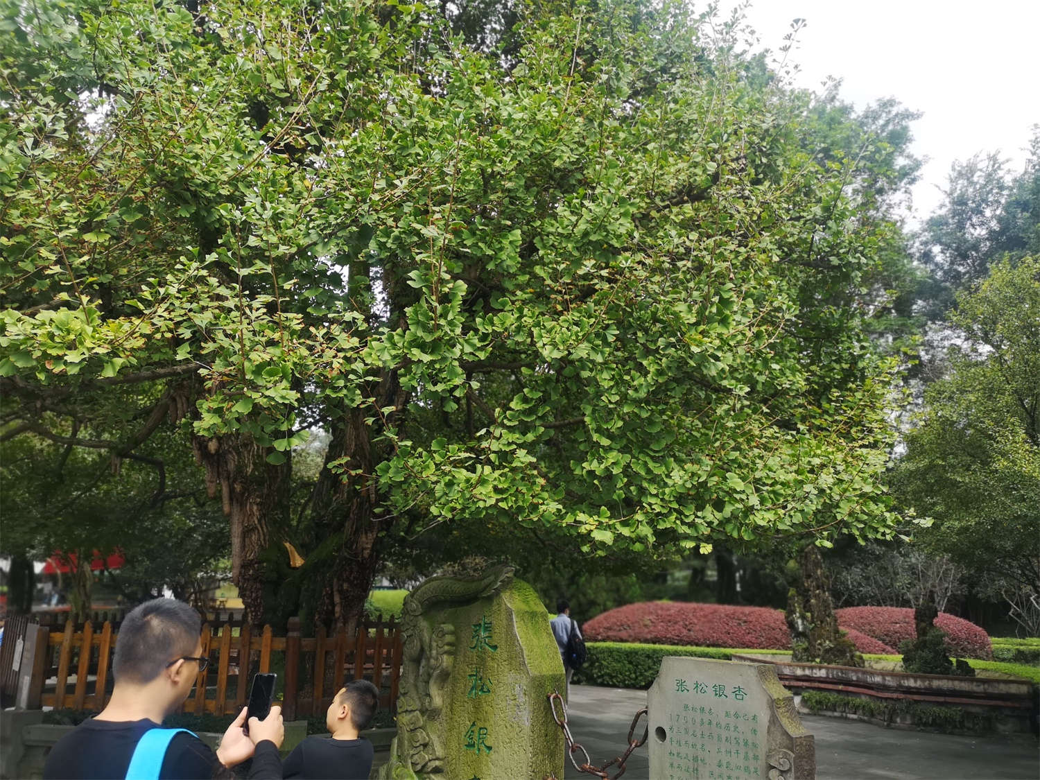 银杏什么时候黄，银杏叶变黄的原因