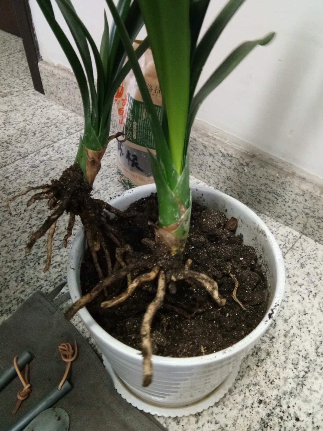 君子兰怎么养才能开花