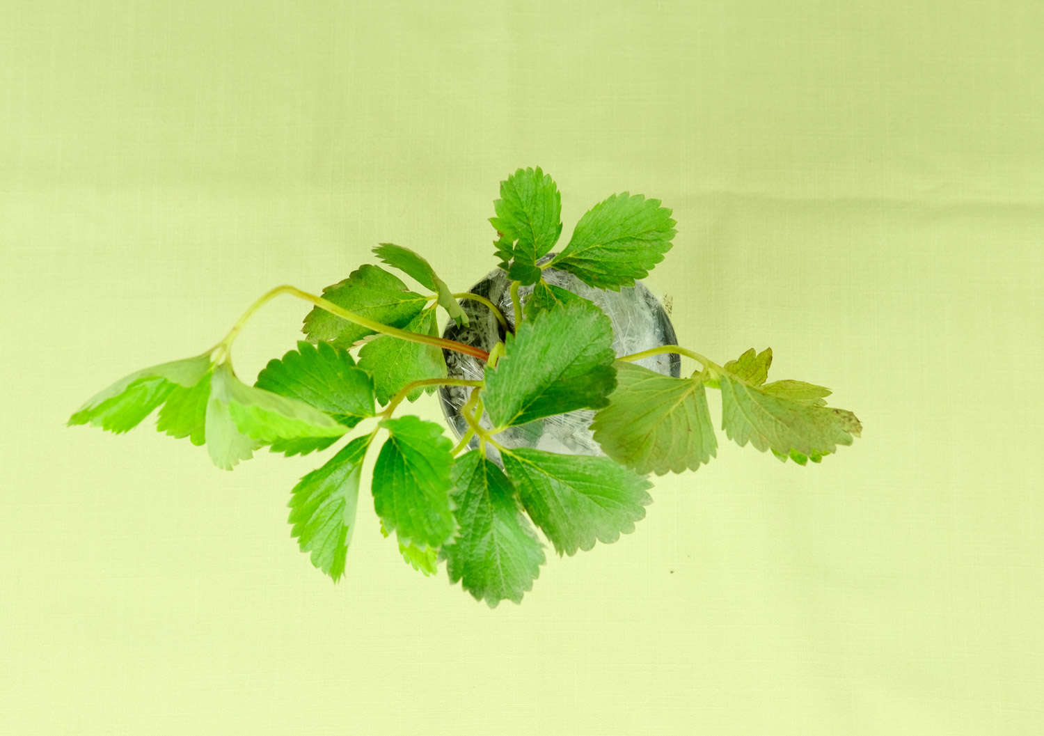 四季草莓的种植方法和技术