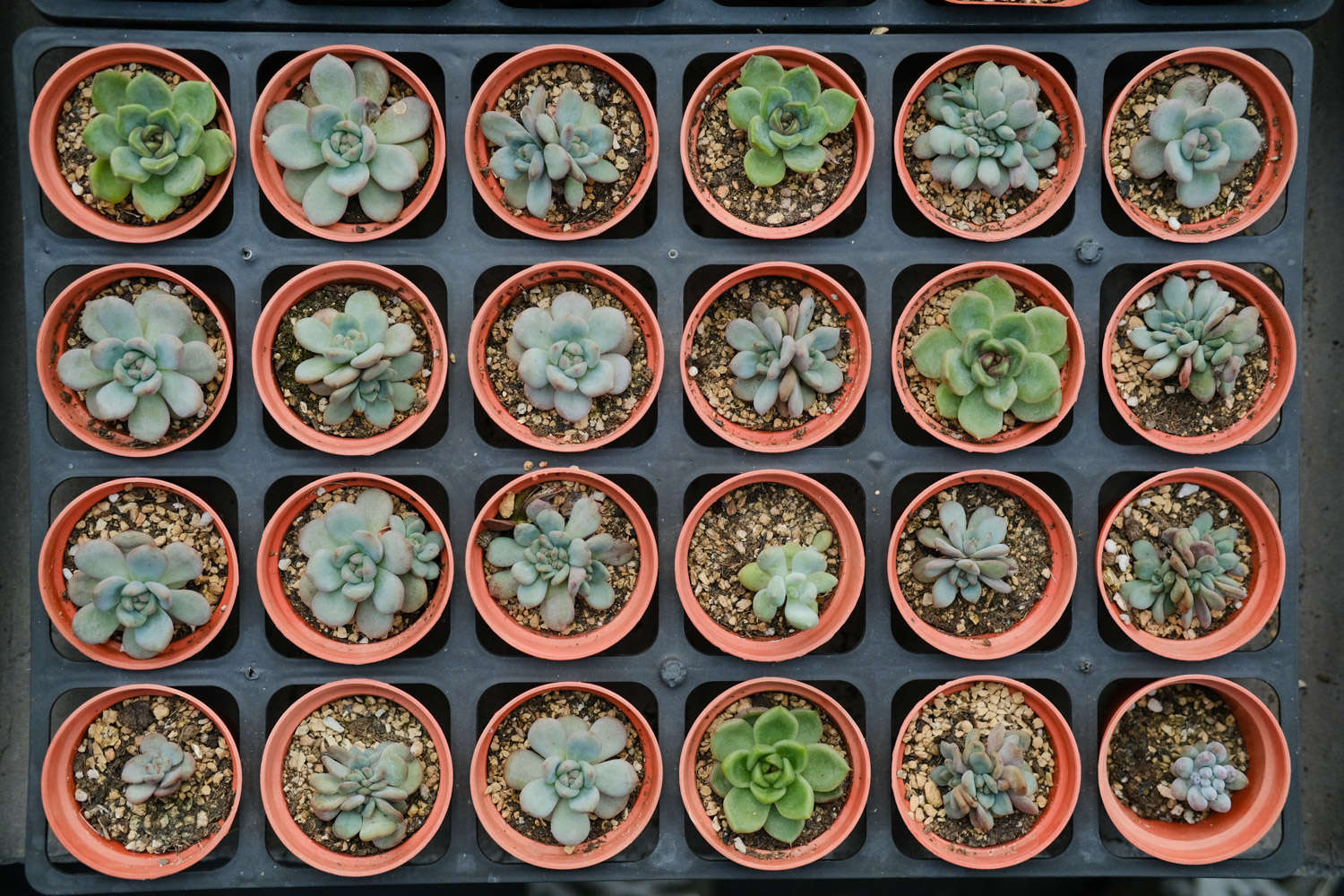 多肉植物长白色虫子怎么办