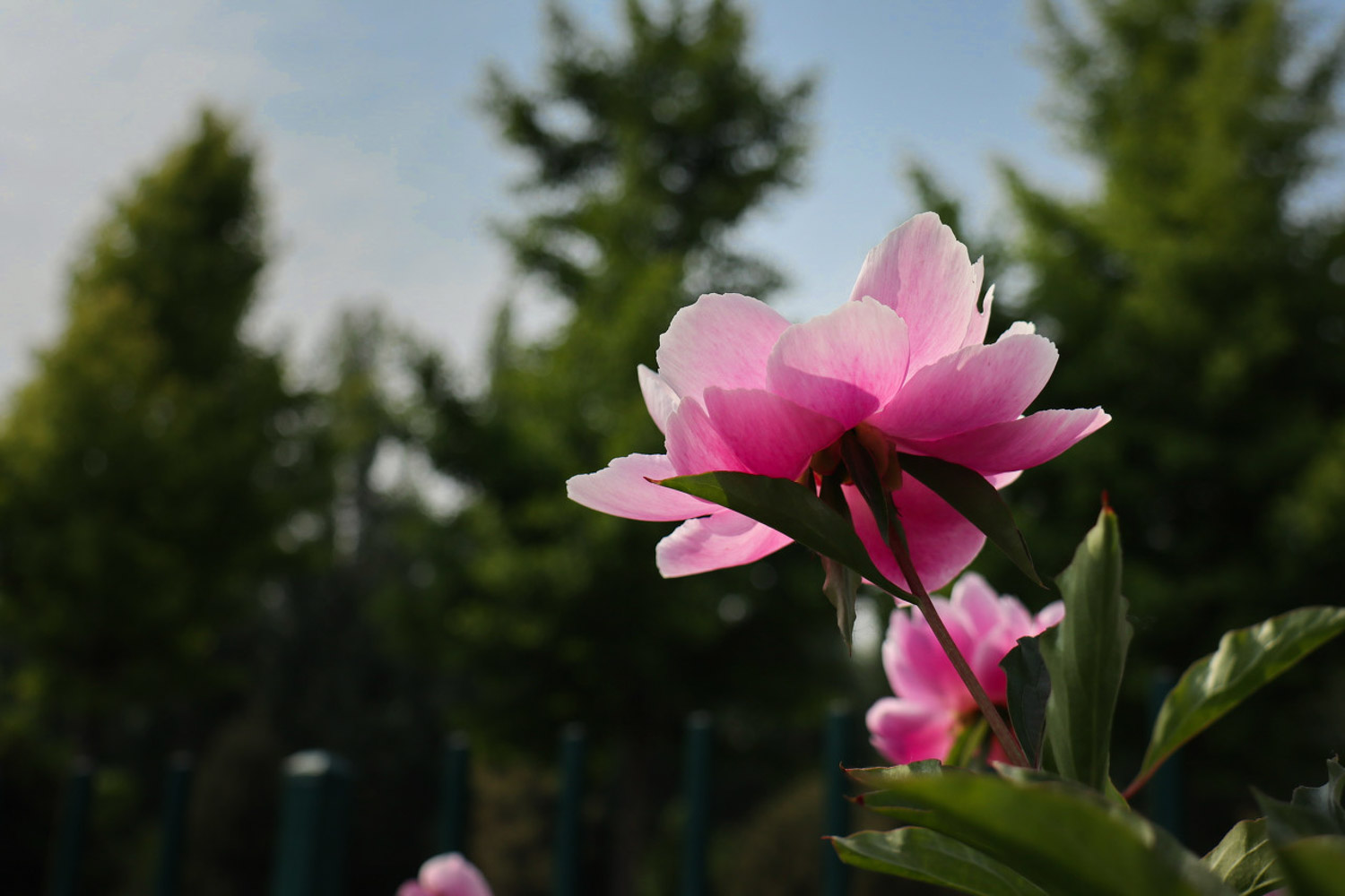 亳州适合养什么花，市花和市树是什么