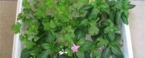 长春花