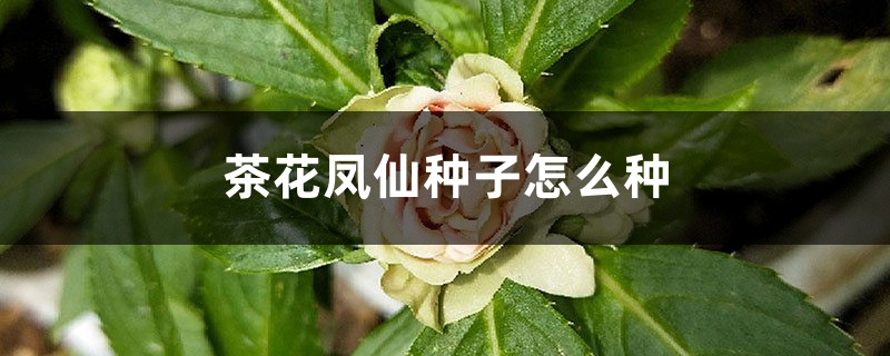 茶花凤仙