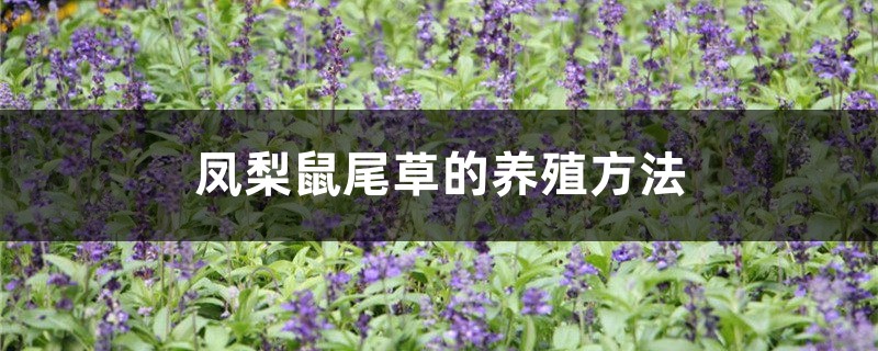 鼠尾草