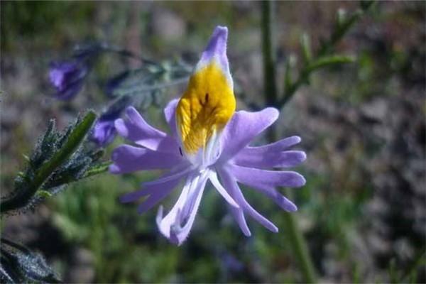 蛾蝶花