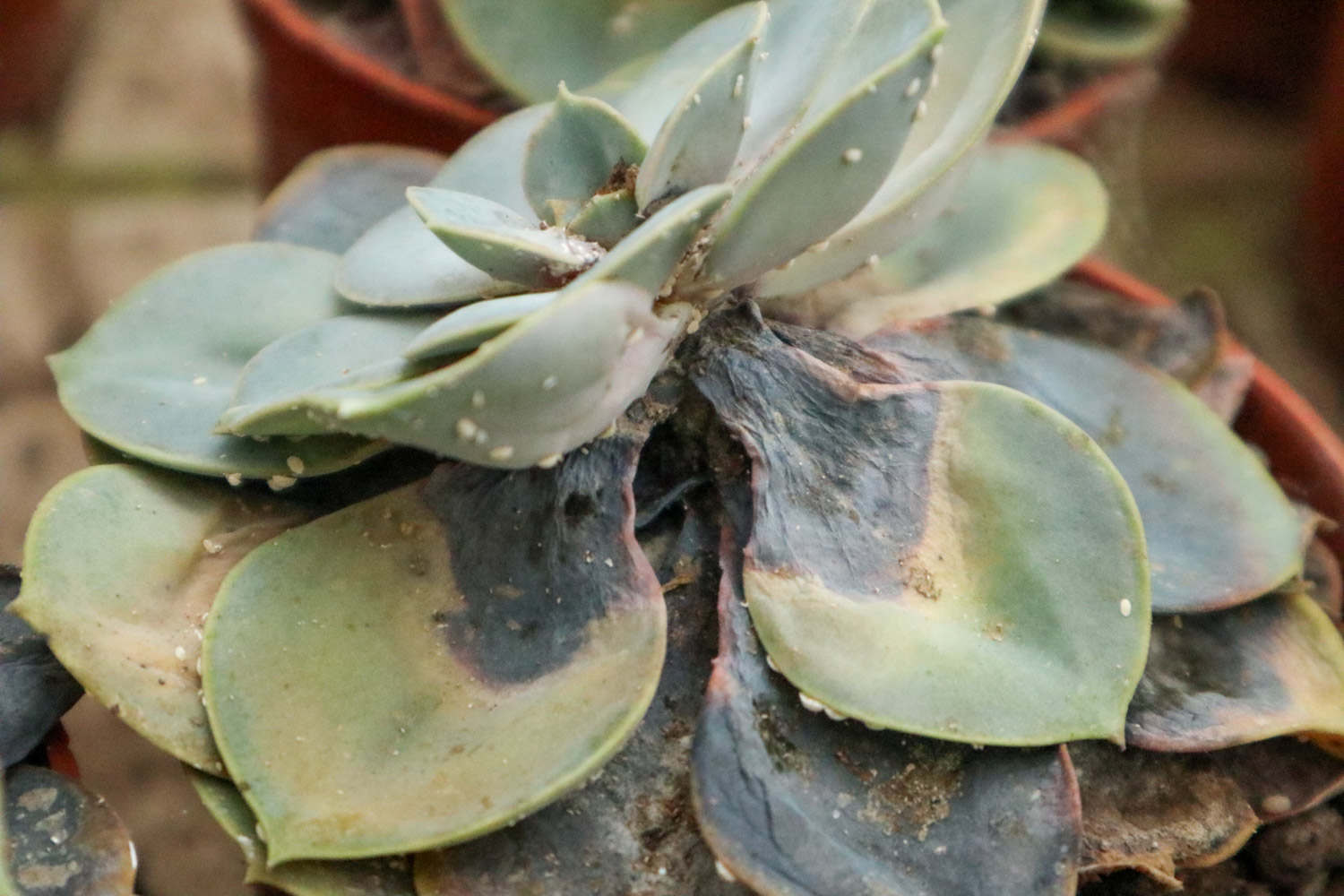 蚧壳虫用什么药最有效，怎样彻底消灭