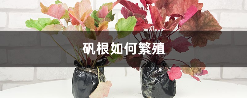 矾根