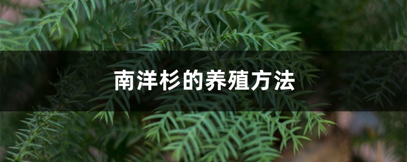 南洋杉