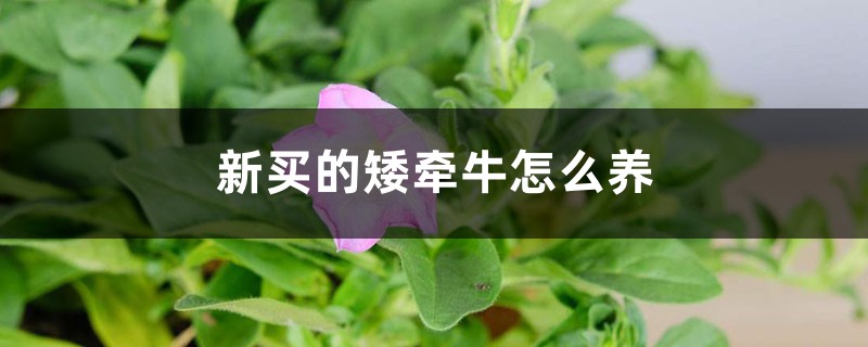 矮牵牛