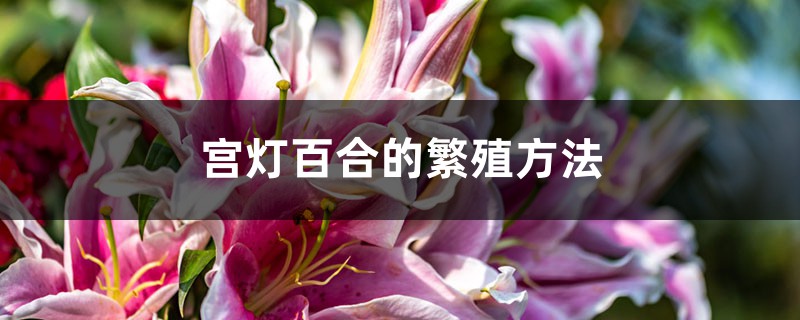 宫灯百合