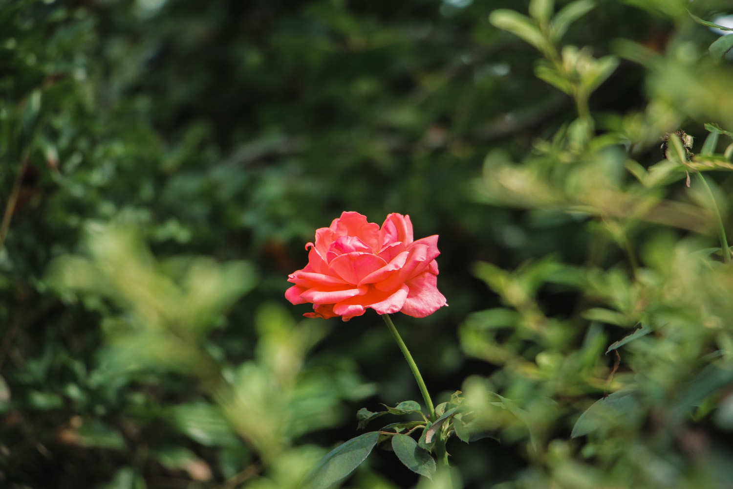 月季花生红蜘蛛怎么办