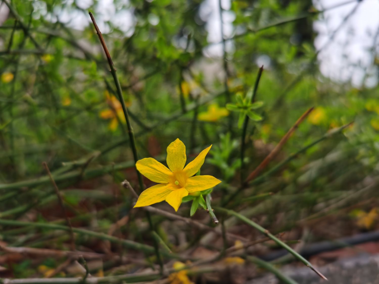 新余适合养什么花，市花和市树是什么