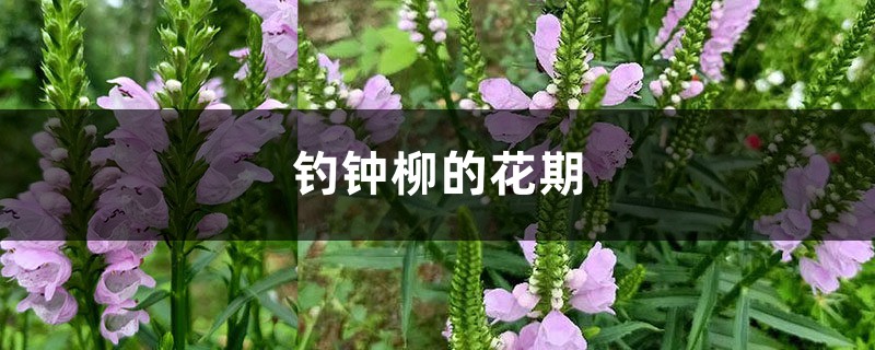 钓钟柳