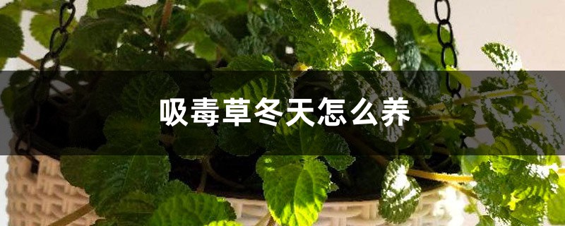 吸毒草