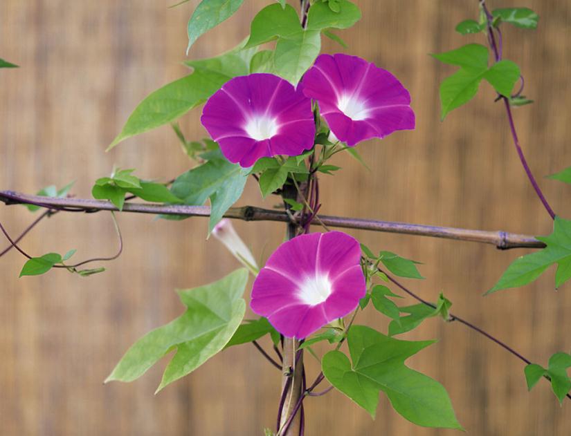 牵牛花