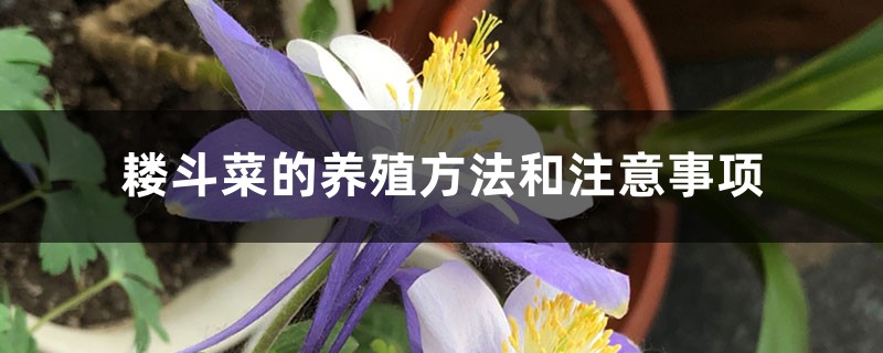 耧斗菜